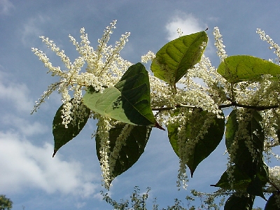 Japanese knotweed