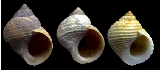 Marsh Periwinkle Snail Facts
