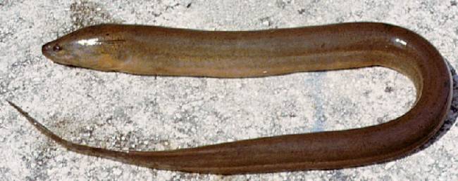 Asian Swamp Eel