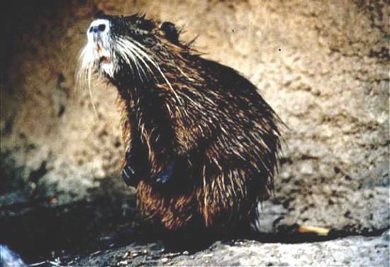 Myocastor coypus