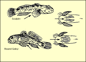 ROUND Goby