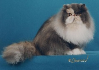 Persian