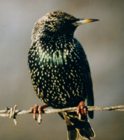 Black Starling