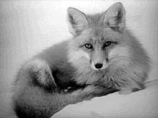 red fox