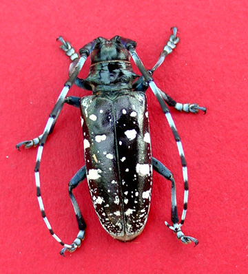 Asian Longhorned Beetle