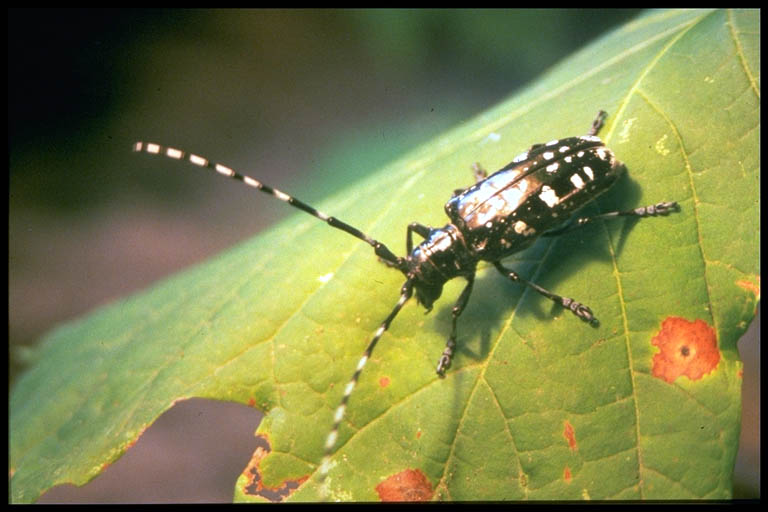 Asian beetles hardwood nj