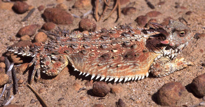 http://www.columbia.edu/itc/cerc/danoff-burg/invasion_bio/inv_spp_summ/argentine_ant_5_(coastal_horned_lizard).jpg