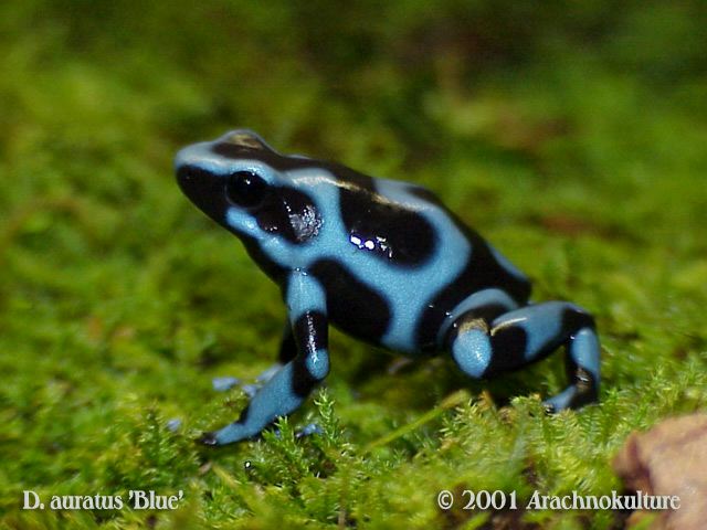  Dart Frog, Poison Arrow Frog