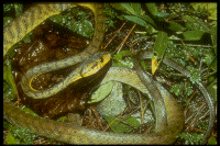 Photo of the brown tree snake