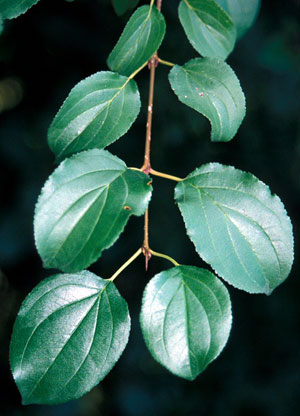 buckthorn leaves