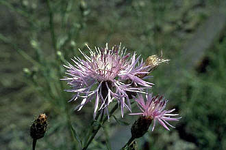 Spotted Knapweed