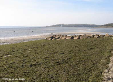 Codium fragile blankets a Wareham, MA beach