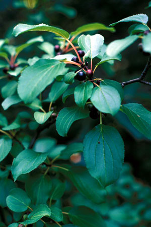 buckthorn plant herbal medicine