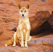 The dingo: a native species in the crosshairs