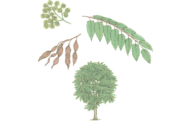 drawing of plant