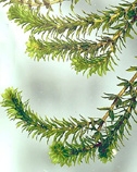 Hydrilla verticillata