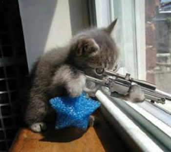 sniper kitty