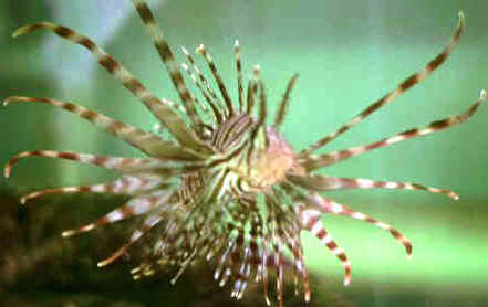 Lion Fish