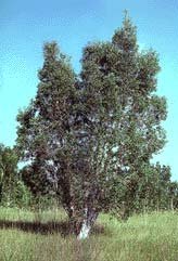 invasive species melaleuca tree essay invasive species melaleuca tree essay