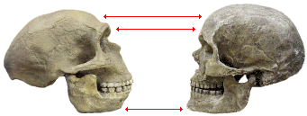 Modern human and Neanderthal skulls