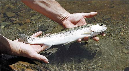 Trout/'A Control Ranger