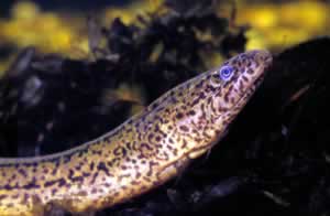 Swamp Eel