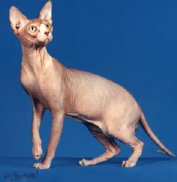 sphynx.jpg