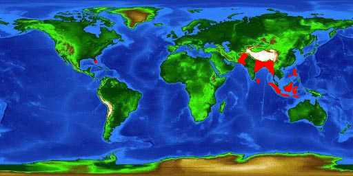 world distribution map