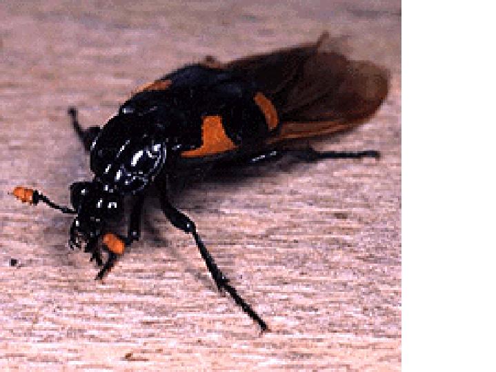 dirt beetle