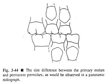 Primary Dentition Chart