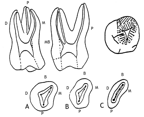 Average Human Tooth Size Chart