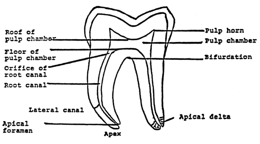 g.v. black descriptive anatomy of the human teeth