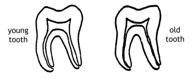 Accessanatomy