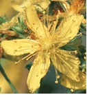 St. John's wort