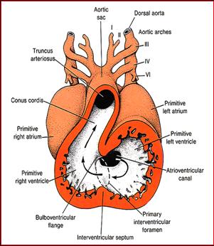 medical slides
