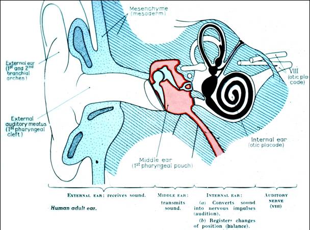 inferior pharyngeal constrictor usmle
