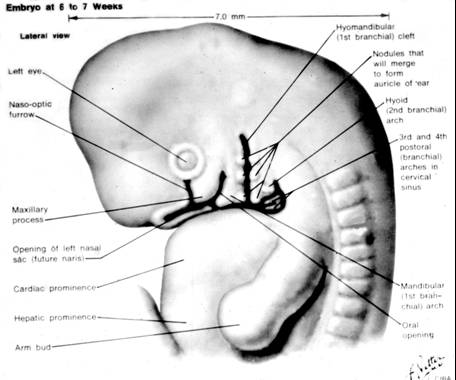 medical slides