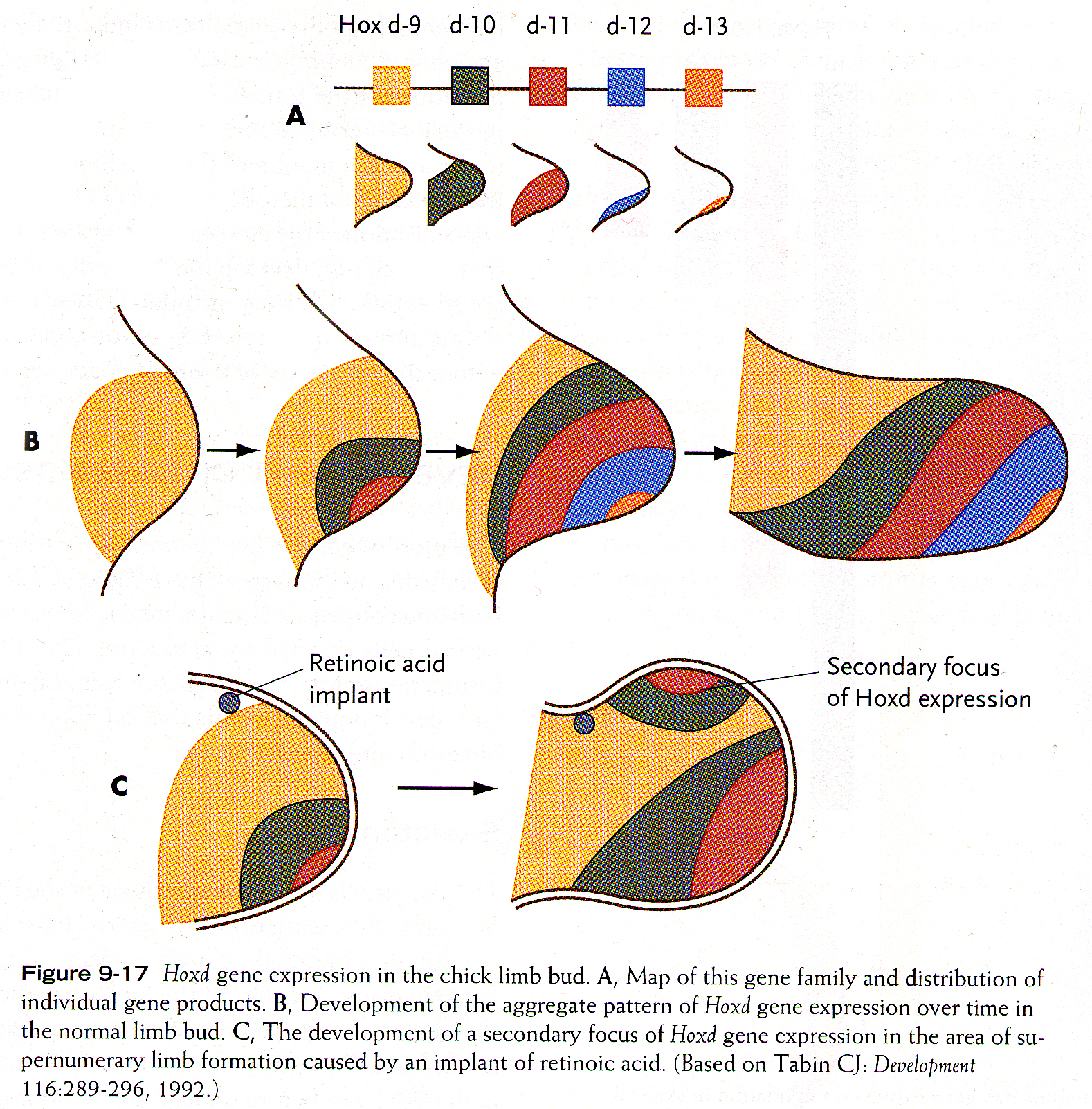 medical slides