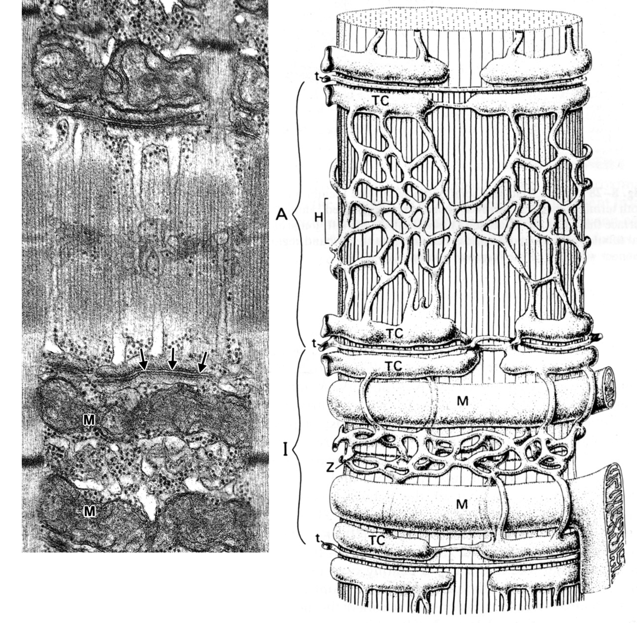 mitochondria electron micrograph labelled