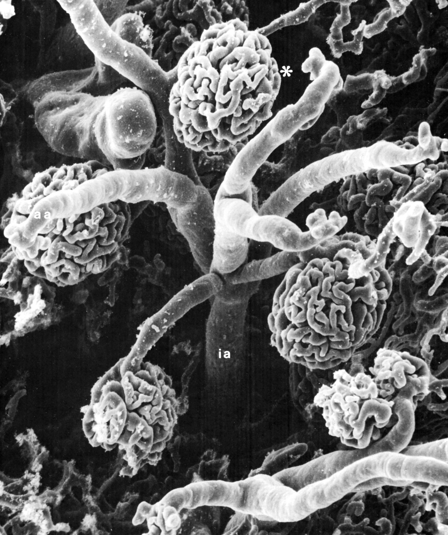 Histology Laboratory Manual