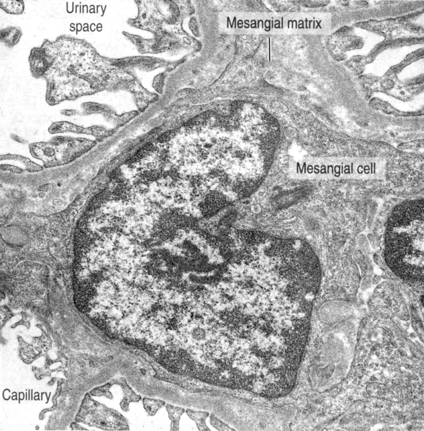 Histology Laboratory Manual