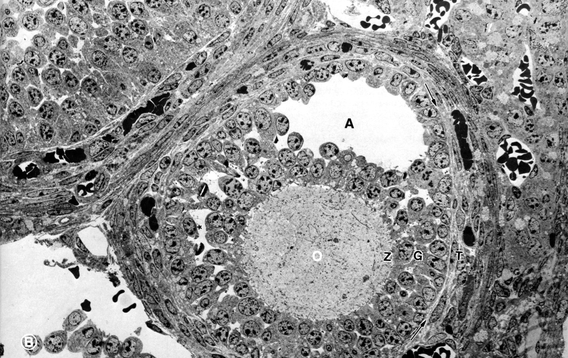 Ovary and fimbrial stem cells: biology, niche and cancer origins | Nature  Reviews Molecular Cell Biology, image size:1957x1234