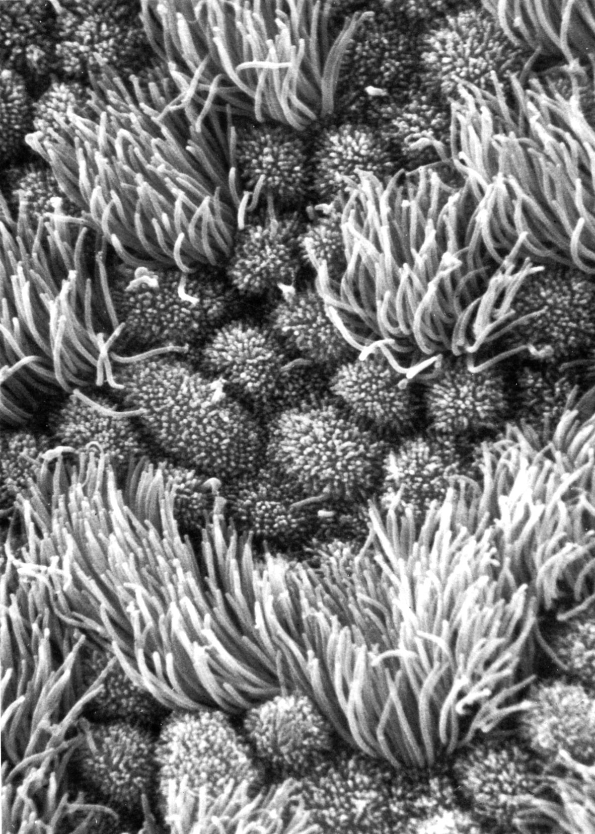 Sustained YAP1 signaling alters the fates of lutein and Müllerian  mesenchymal cells in mice in: Reproduction Volume 170 Issue 2 (2025), image size:1182x1657