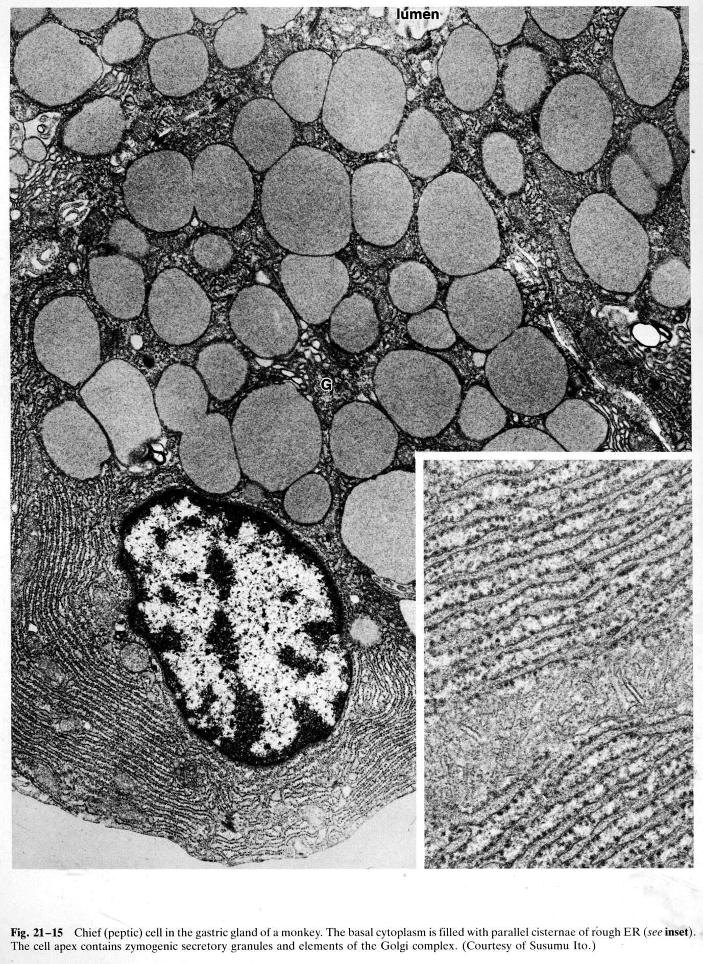 The basal cytoplasm is filled with parallel cisternae of rough endoplasmic reticulum (RER) and polyribosomes (see inset). The apex of the cell contains ...