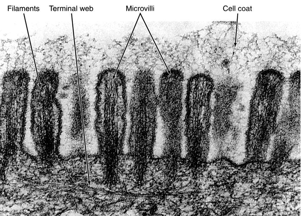 Microvilli