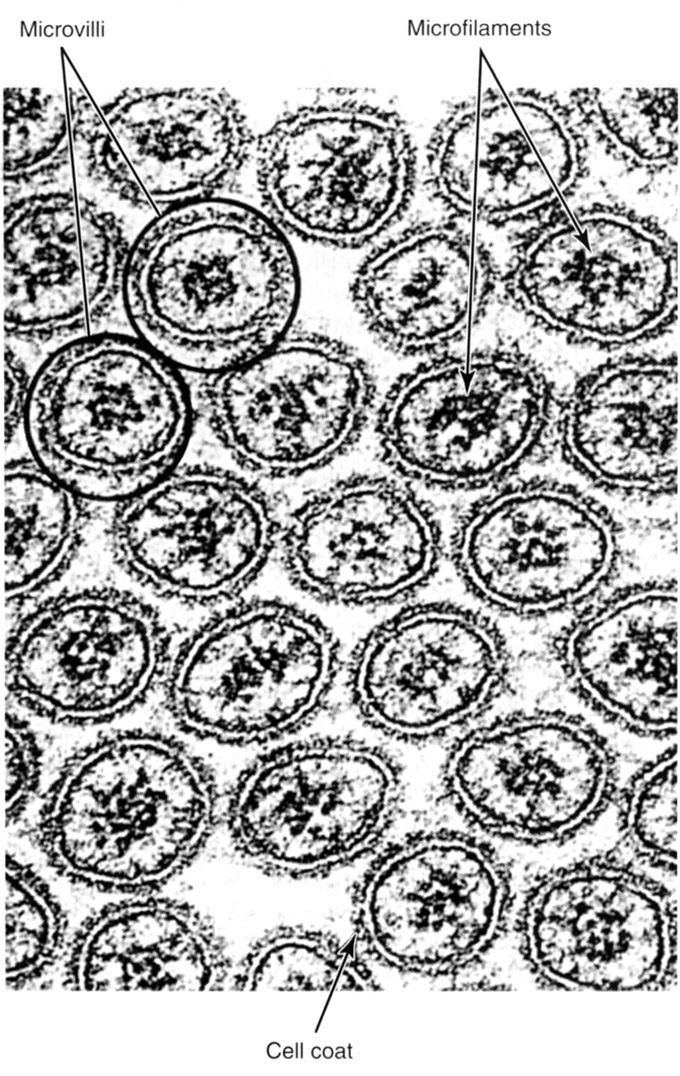 Microvilli in cross section