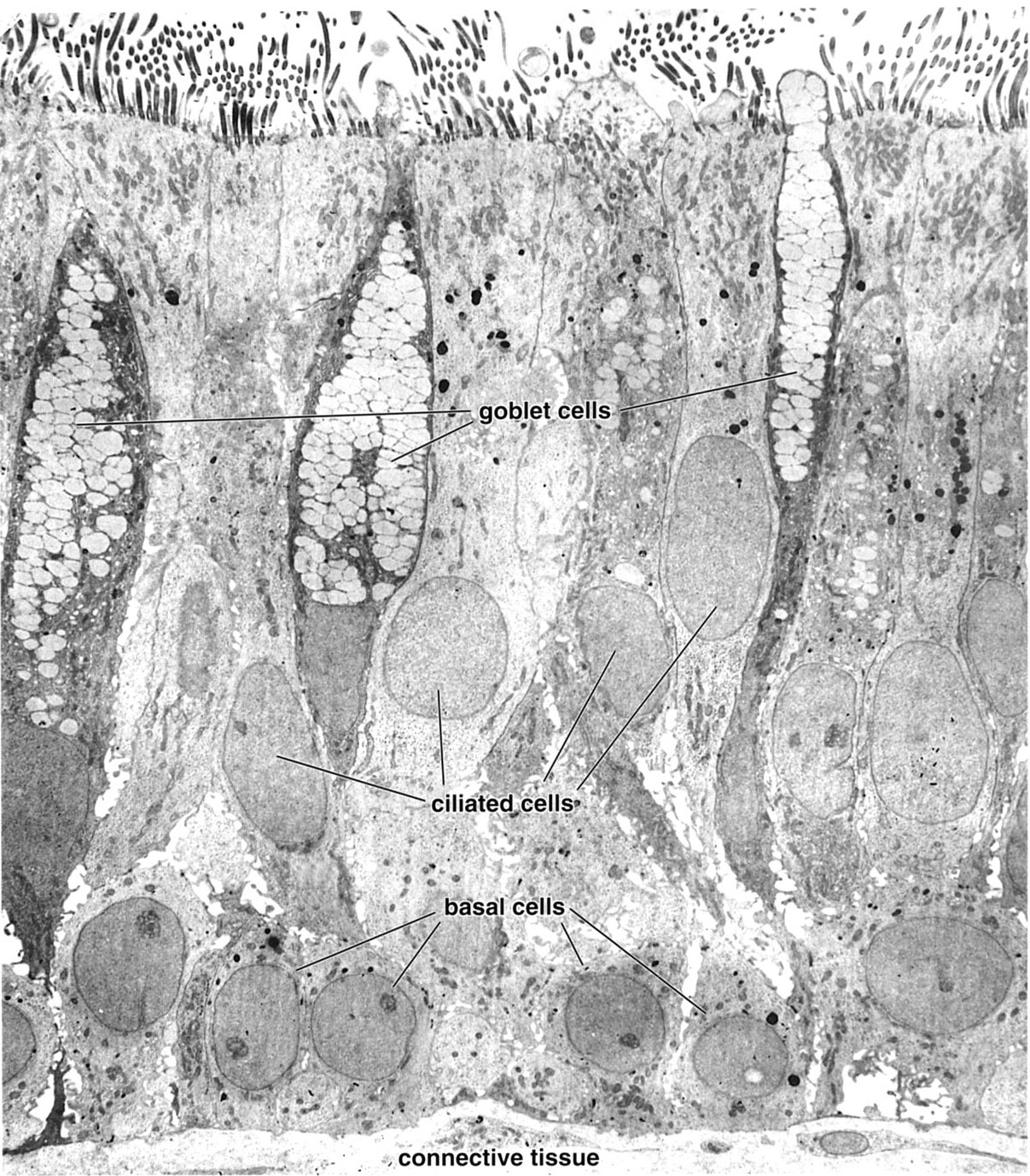 Histology Laboratory Manual