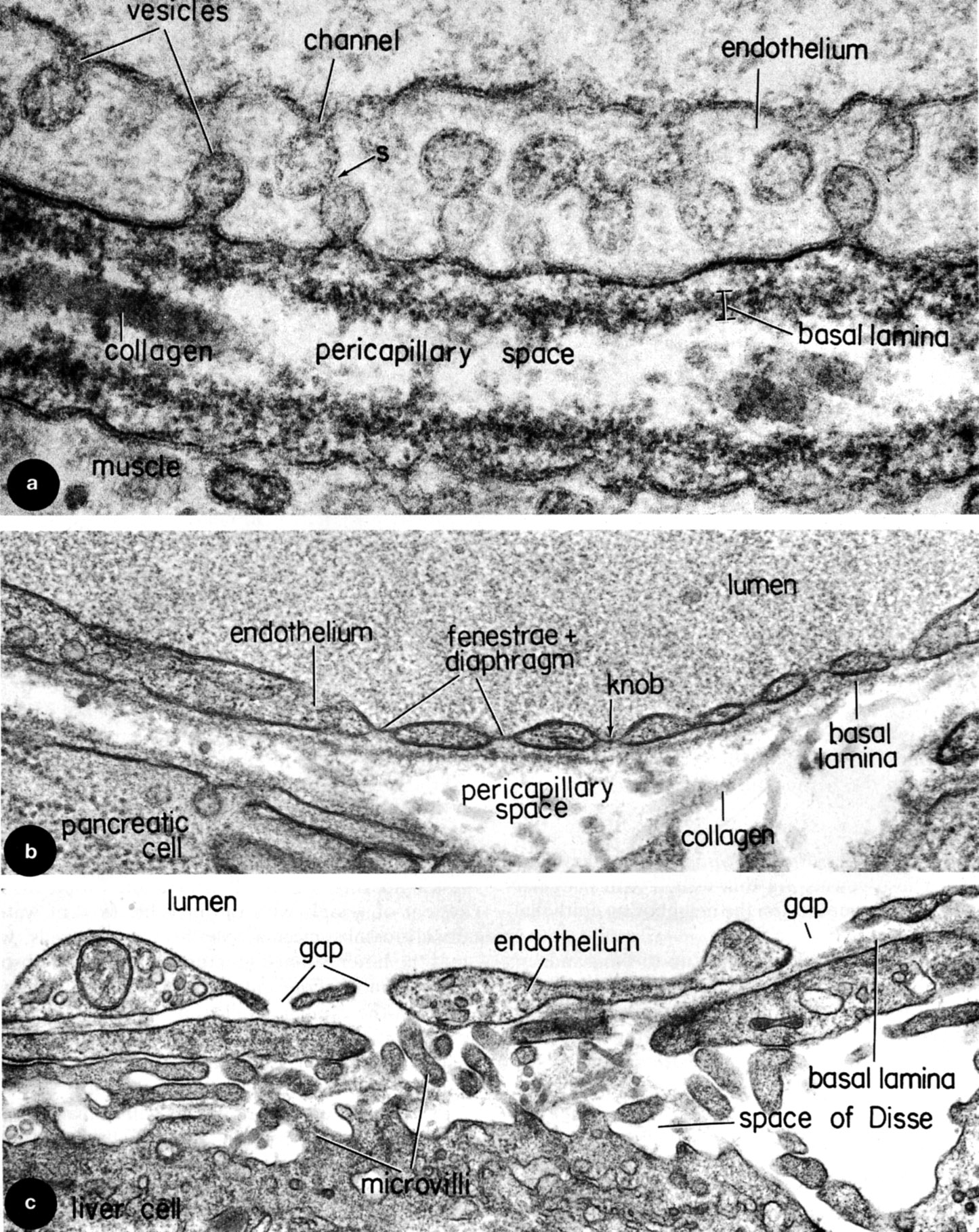 Types of capillaries