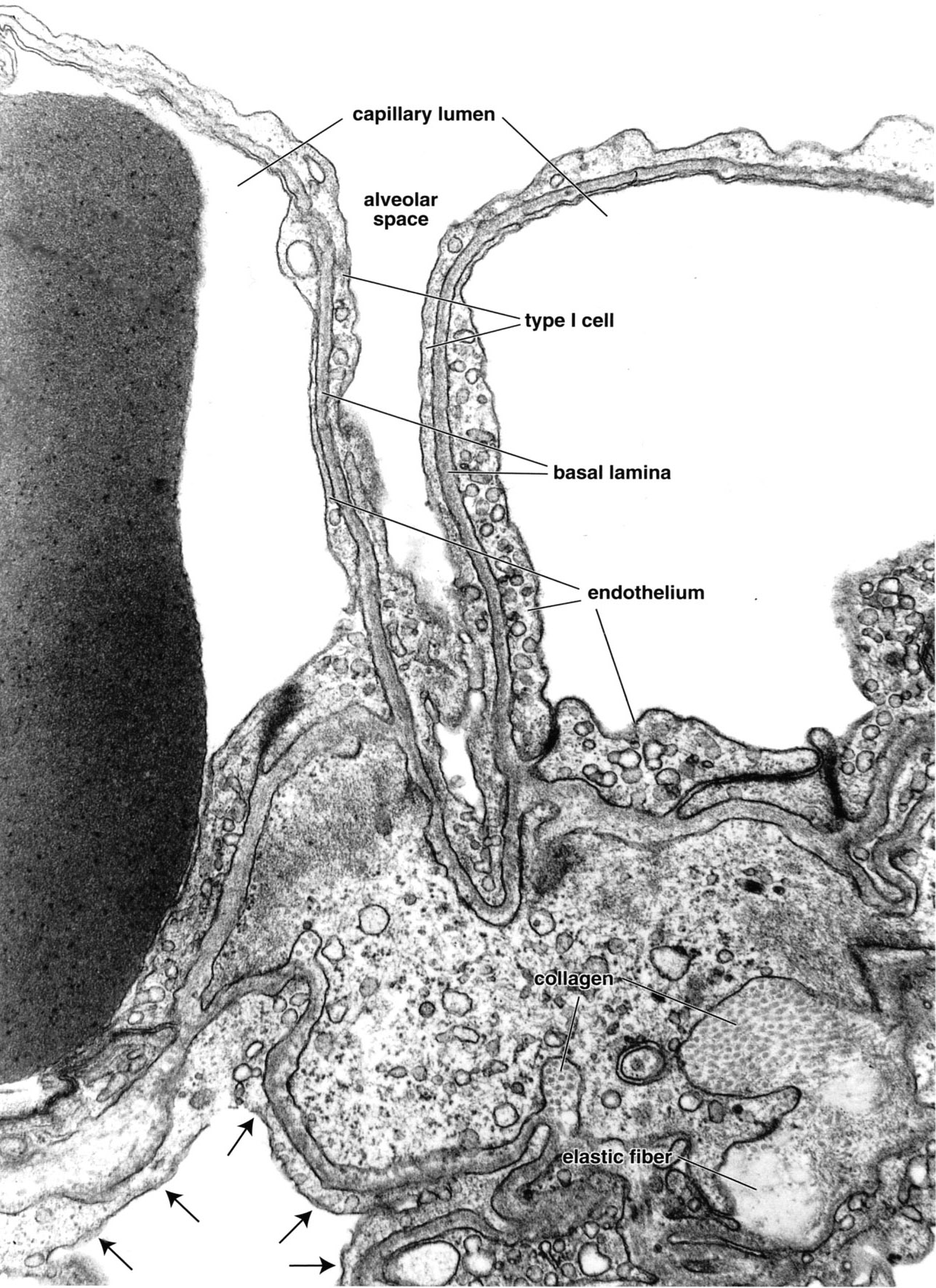 Alveolar septum