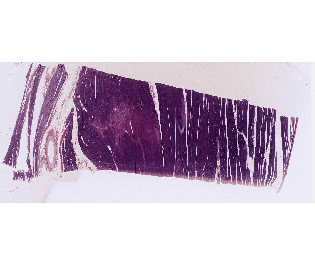 Non Striated Muscle Tissue Under Microscope - Micropedia